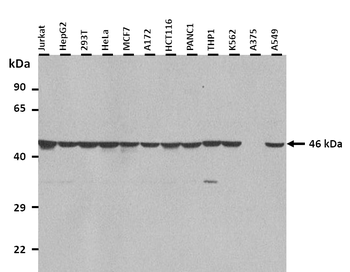 HNRPF Rabbit Polyclonal Antibody