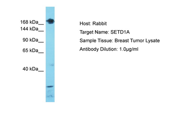 SETD1A Rabbit Polyclonal Antibody