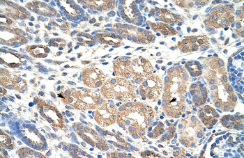WDR4 Rabbit Polyclonal Antibody