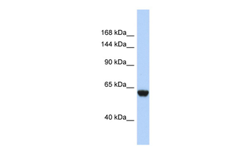 FHR4 Rabbit Polyclonal Antibody