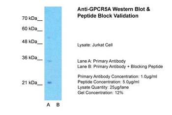 GPCR5A Rabbit Polyclonal Antibody