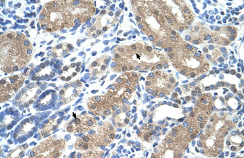 C9orf127 Rabbit Polyclonal Antibody