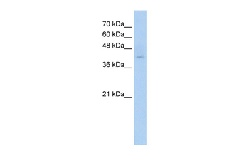 C9orf127 Rabbit Polyclonal Antibody
