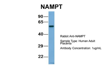 PBEF1 Rabbit Polyclonal Antibody