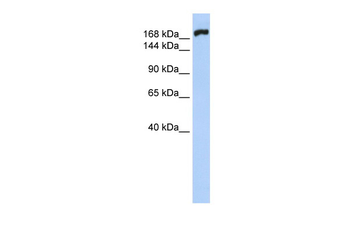 MYH10 Rabbit Polyclonal Antibody