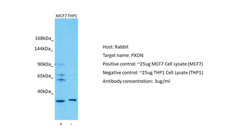 PXDN Rabbit Polyclonal Antibody