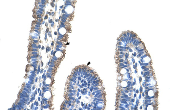 C9orf127 Rabbit Polyclonal Antibody