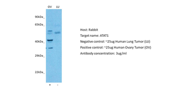C6orf134 Rabbit Polyclonal Antibody