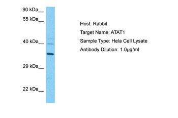 C6orf134 Rabbit Polyclonal Antibody