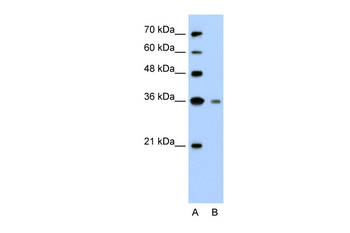 GZMH Rabbit Polyclonal Antibody