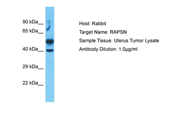 RAPSN Rabbit Polyclonal Antibody
