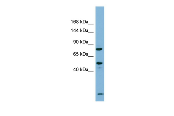 PDZRN3 Rabbit Polyclonal Antibody