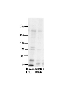 ZNF294 Rabbit Polyclonal Antibody