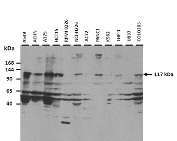 HERC5 Rabbit Polyclonal Antibody