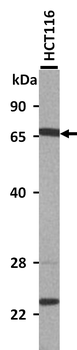 SLC5A5 Rabbit Polyclonal Antibody