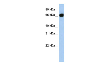 SLC37A1 Rabbit Polyclonal Antibody