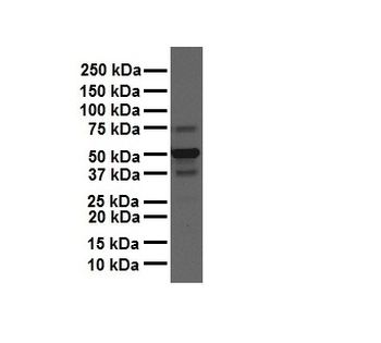 CSF1 Rabbit Polyclonal Antibody