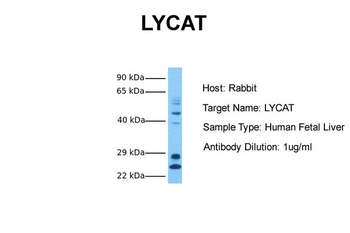 LYCAT Rabbit Polyclonal Antibody