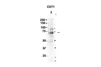 CDT1 Rabbit Polyclonal Antibody