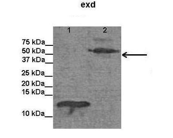 Exd Rabbit Polyclonal Antibody