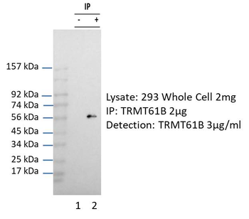 FLJ20628 Rabbit Polyclonal Antibody
