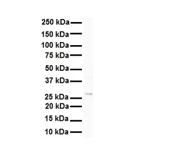 C1orf184 Rabbit Polyclonal Antibody