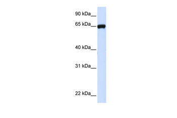 LRRC4C Rabbit Polyclonal Antibody