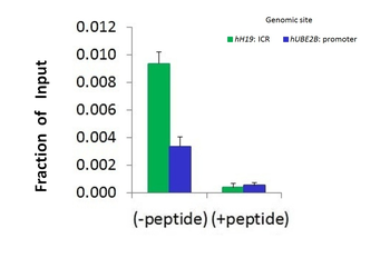 KMT5B Rabbit Polyclonal Antibody