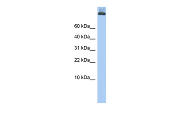 COPA Rabbit Polyclonal Antibody