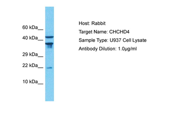 CHCHD4 Rabbit Polyclonal Antibody