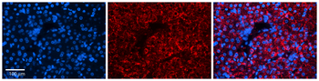 DPH1 Rabbit Polyclonal Antibody