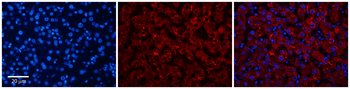 DPH1 Rabbit Polyclonal Antibody