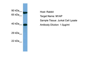 M1AP Rabbit Polyclonal Antibody