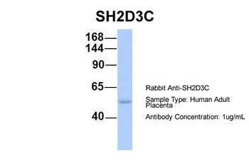 SH2D3C Rabbit Polyclonal Antibody