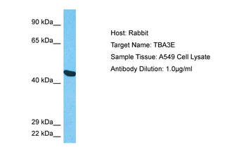 TUBA3E Rabbit Polyclonal Antibody