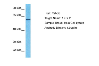 ANGPTL2 Rabbit Polyclonal Antibody