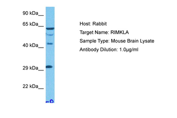 Rimklb Rabbit Polyclonal Antibody