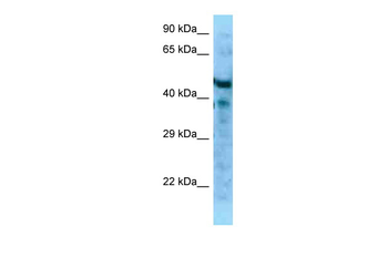 Mfap1a Rabbit Polyclonal Antibody