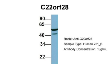 C22orf28 Rabbit Polyclonal Antibody