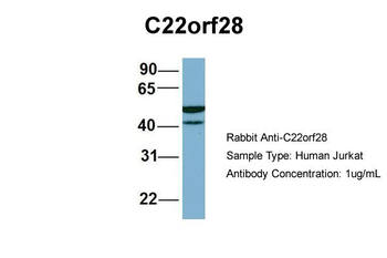 C22orf28 Rabbit Polyclonal Antibody