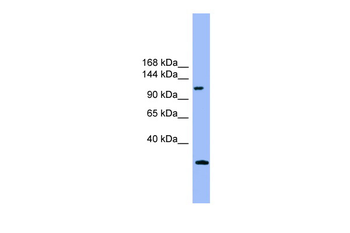 RUBCN Rabbit Polyclonal Antibody