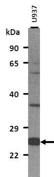 CD8A Rabbit Polyclonal Antibody