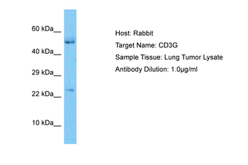 CD3G Rabbit Polyclonal Antibody