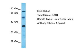 CTSS Rabbit Polyclonal Antibody