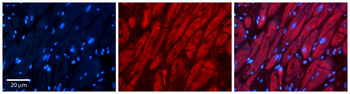 TK2 Rabbit Polyclonal Antibody