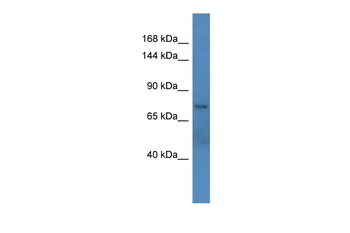 ARFGEF2 Rabbit Polyclonal Antibody