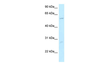 SMG9 Rabbit Polyclonal Antibody