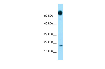 PRH2 Rabbit Polyclonal Antibody