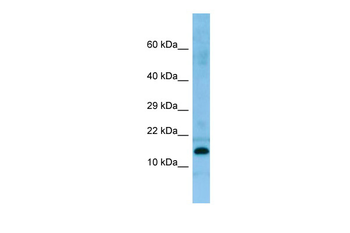 PRH2 Rabbit Polyclonal Antibody