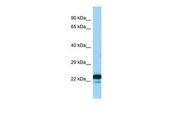 MREG Rabbit Polyclonal Antibody